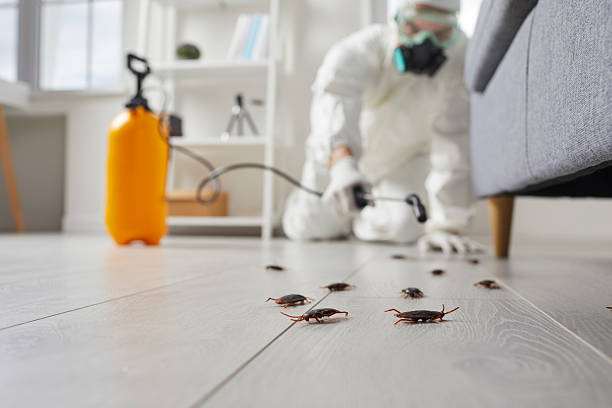 Post-Treatment Bed Bug Interceptor Monitoring in Los Alamitos